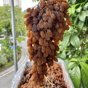 Nho khô nguyên cành Thompson Úc