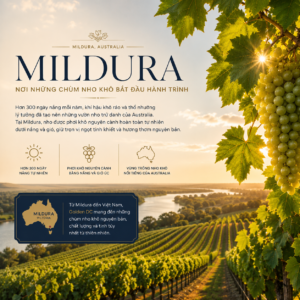 Vườn nho tại Mildura Australia